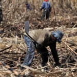Produtores de açúcar de Moçambique pedem isenção do IVA
