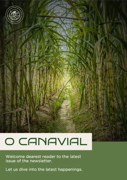 Newsletter |  O Canavial | December Issue | 2024