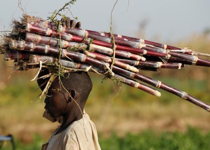 A boy carries sugar cane through a farm on the outskirt of Zaria. A boy carries sugar cane through a farm on the outskirt of Zaria in Nigeria's northern state of Kaduna November 15, 2016.REUTERS/Akintunde Akinleye